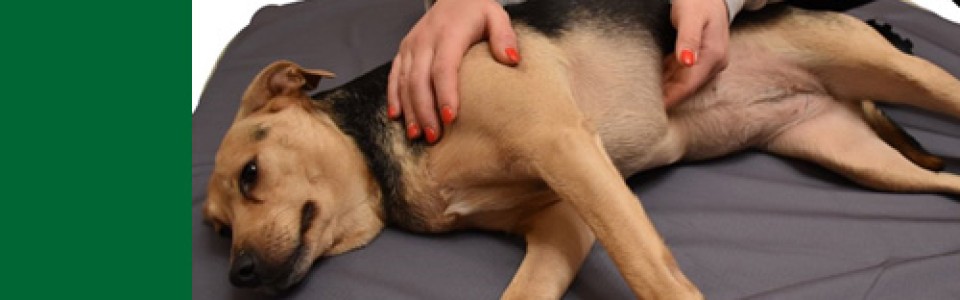 Manipolazione Miofasciale per Animali